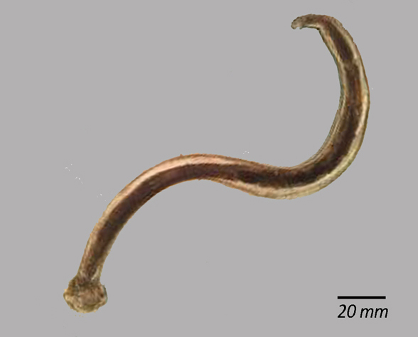 Ancylostoma duodenale фото