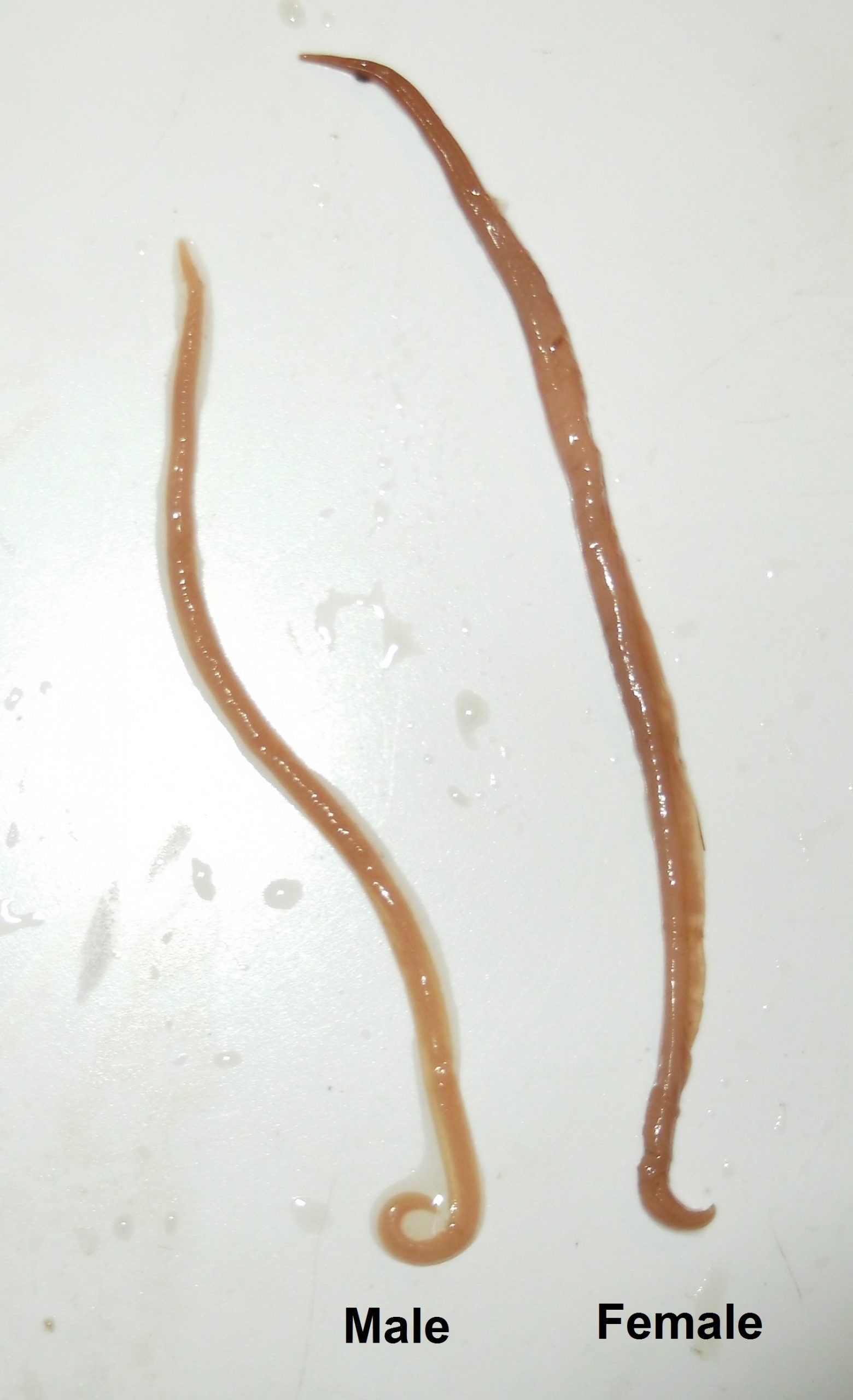 Ascaris Lumbricoides Roundworm Biology Educare | My XXX Hot Girl